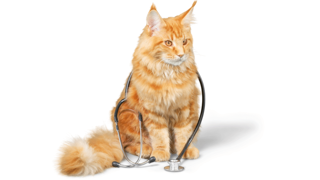 Mascota visitando la Clínica Veterinaria Caribe Gato en la Clínica Veterinaria Caribe
