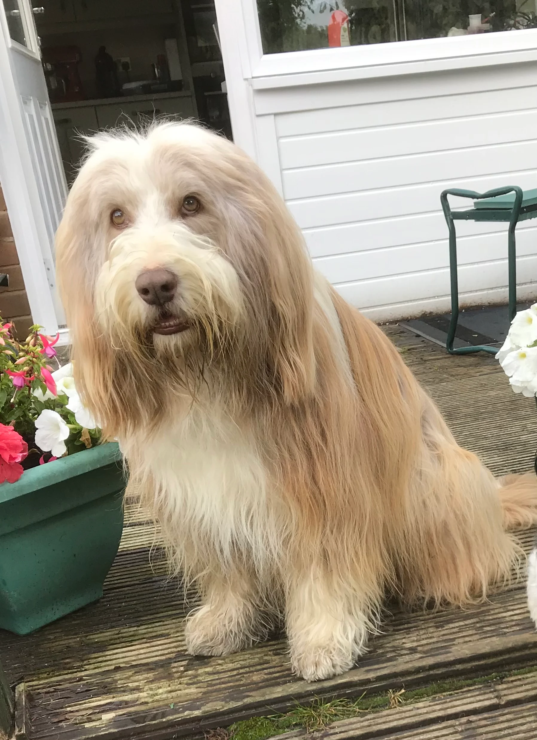 Collie barbudo