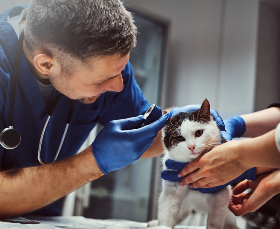 Análisis veterinario para tu gato en Almuñécar Gato recibiendo um análisis veterinario en Almuñécar