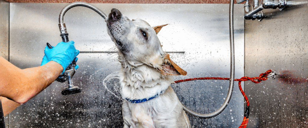 Baño y corte de pelo en la Clínica Veterinaria Caribe veterinaria con servicio de peluquería canina en Almuñécar