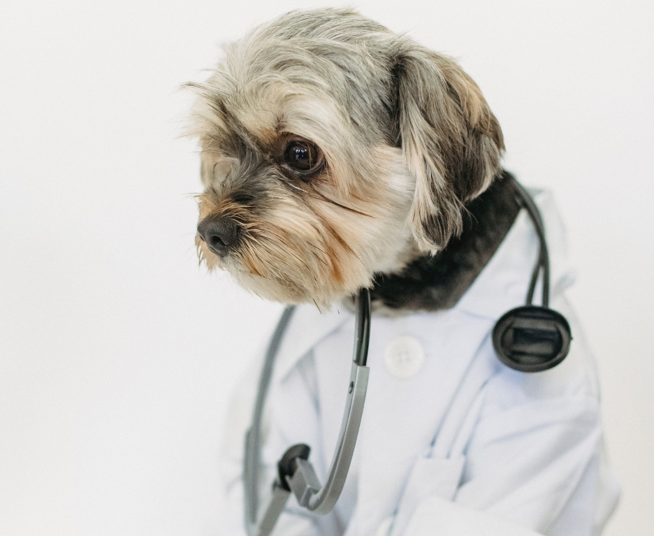 Perro disfrazado como consultor de la Clínica Veterinaria Caribe