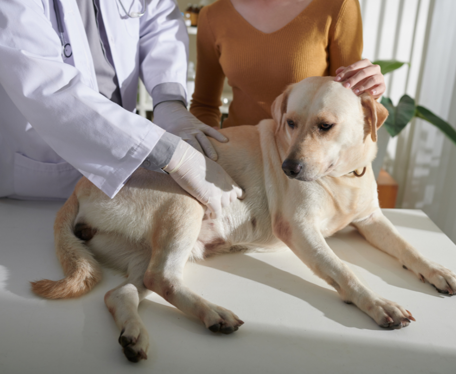Perro preparándose para su radiografía en Almuñécar