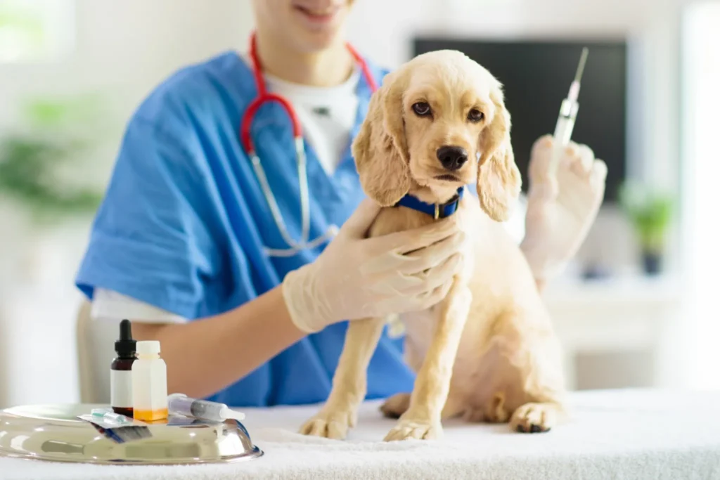 Vacunación en perro vacunas perros en clínica veterinaria Caribe de Almuñécar