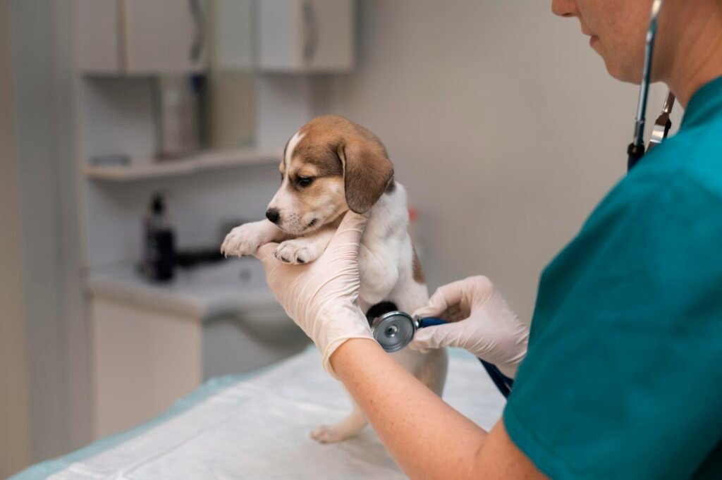 cerca-de-veterinario-cuidando-perro veterinario 24 horas atendiendo perro en clínica