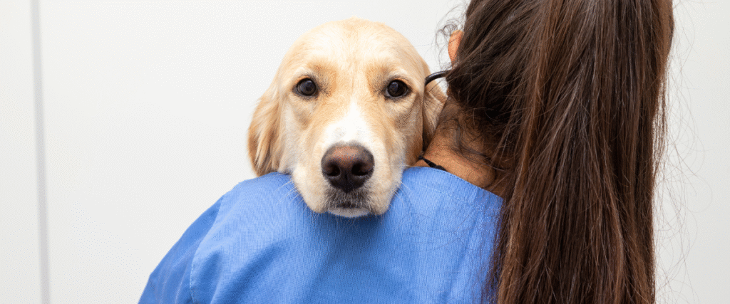 clínica con servicio de hospitalización para perros y gatos clínica con servicio de hospitalización para perros y gatos en Almuñécar
