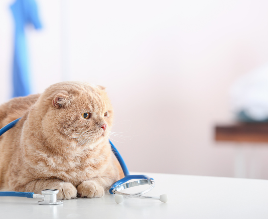 consulta veterinaria a domicilio para gatos consulta veterinaria a domicilio para gatos