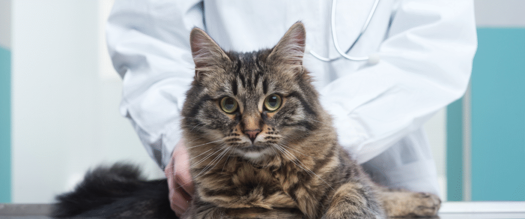 gato en urgencias de la clinica veterinaria caribe clínica con veterinario de guardia 24h