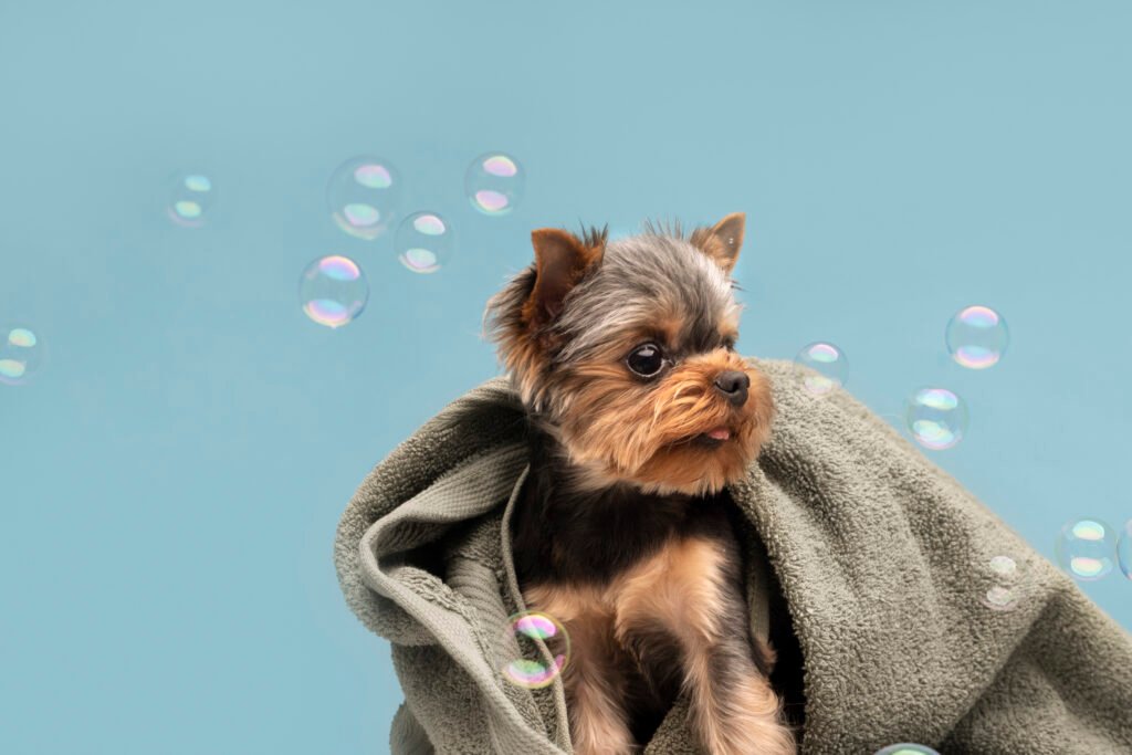hermoso-retrato-de-mascota-de-perro-pequeno-con-burbujas (1) perro recién bañado en peluquería canina Clínica Veterinaria Caribe