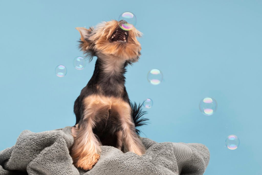 hermoso-retrato-de-mascota-de-perro-pequeno-con-burbujas baño y corte de pelo para perros en Almuñécar
