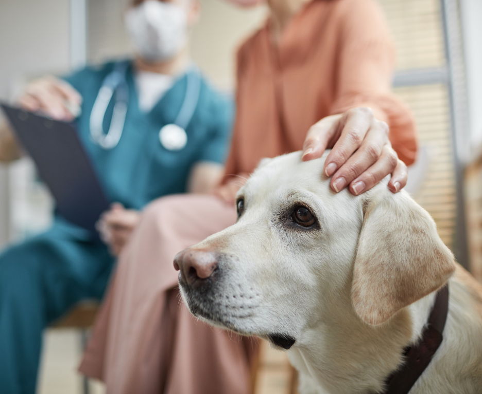 hospitalización veterinaria para perros en Almuñécar hospitalización veterinaria para perros en Almuñécar