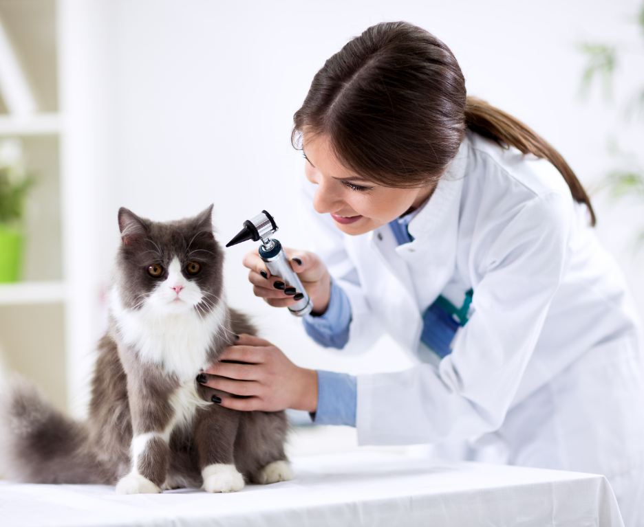 mascota recibiendo un análisis clínico en la veterinaria caribe mascota recibiendo un análisis clínico en la Veterinaria Caribe