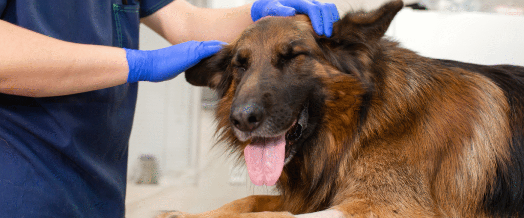 servicio de veterinaria a domicilio cómodo y sin estrés servicio de veterinaria a domicilio cómodo y sin estrés