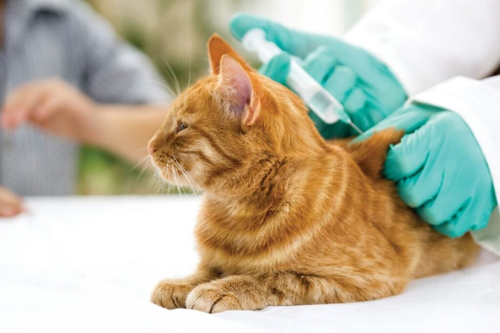 vacunación en gatos vacunas para gatos aplicadas por veterinario profesional en Almuñécar