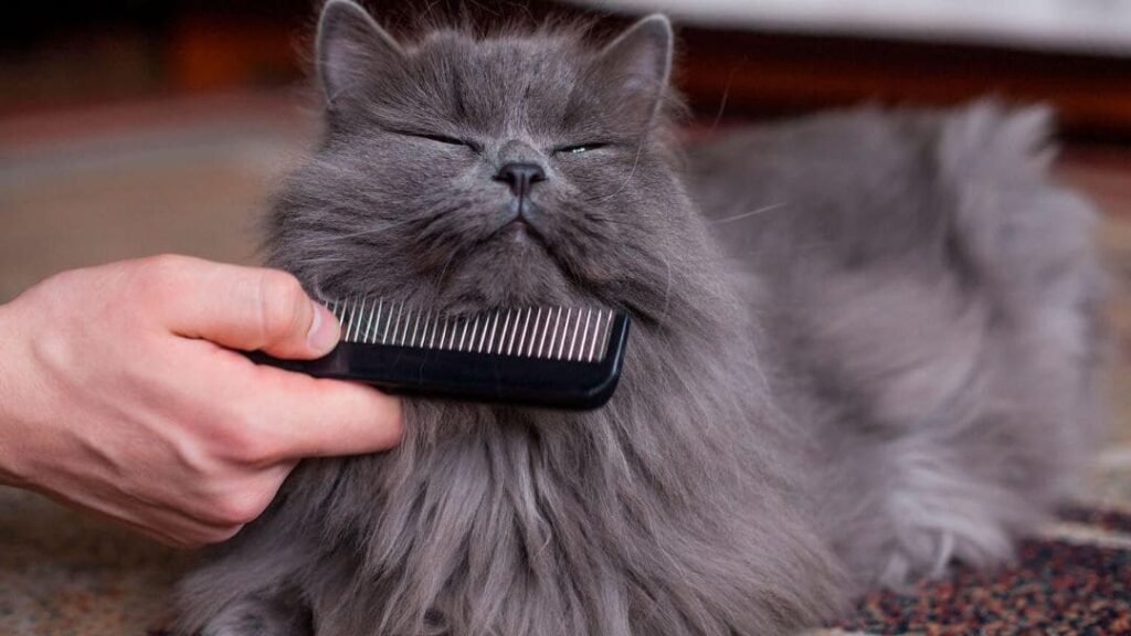 Cepillado de gato para evitar bolas de pelo