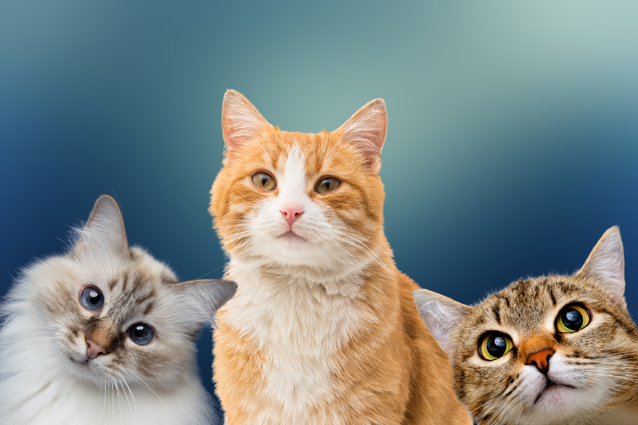 Cuidados según la etapa del gato