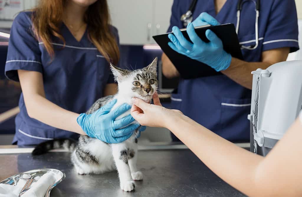 Chequeo veterinario preventivo para gatos