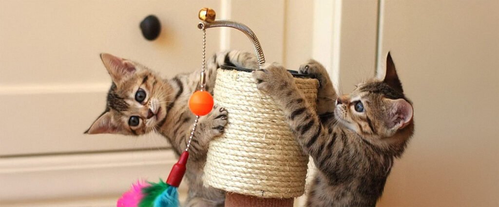 Gatos jugando con caña o rascador