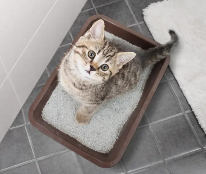 Bandeja de arena bien ubicada para gatos